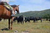 Noviercas celebra su II trashumancia