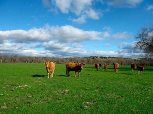 Castilla y León, a la cabeza en ejecución de desarrollo rural