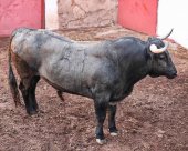 Orden de lidia de los toros de Victorino Martín en Soria
