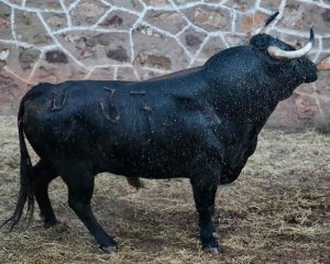 Los toros de Salvador Domecq descansan ya en Soria