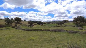 Fallece un hombre, corneado por una vaca en Salamanca