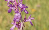 Exposición sobre las Orquídeas Silvestres de Tiermes