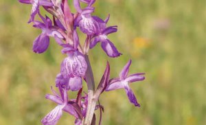 Exposición sobre las Orquídeas Silvestres de Tiermes