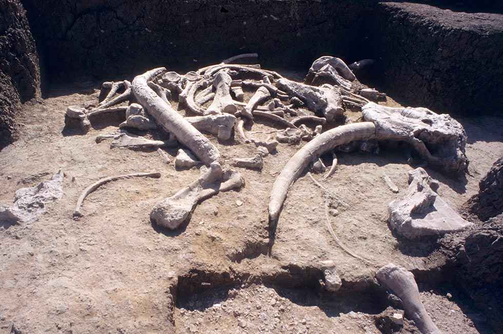 El Numantino investiga los restos óseos del yacimiento de Ambrona El Numantino investiga los restos óseos del yacimiento de Ambrona