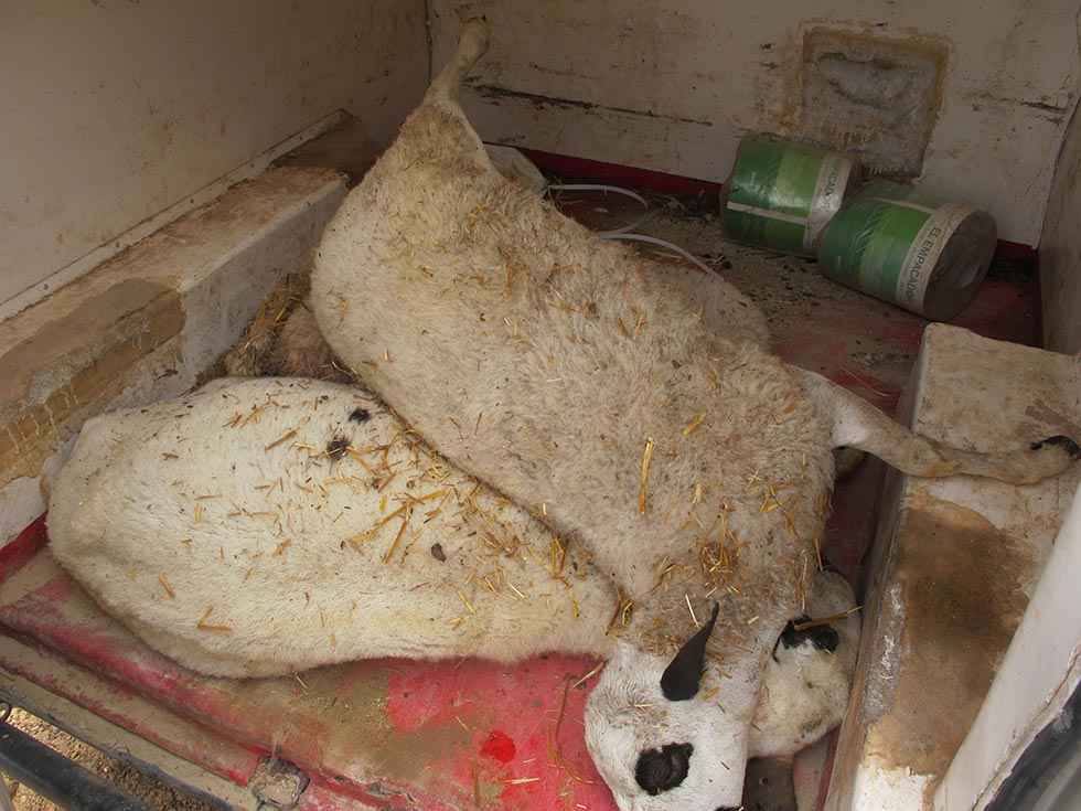 Localizados 83 cadáveres de ganado ovino en Torrubia de Soria Localizados 83 cadáveres de ganado ovino en Torrubia de Soria