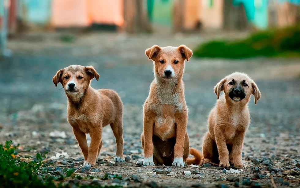 El Ayuntamiento conciencia sobre el cuidado de las mascotas El Ayuntamiento conciencia sobre el cuidado de las mascotas
