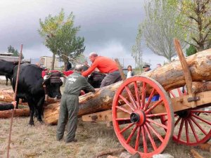 Vinuesa trae los mayos a la antigua usanza