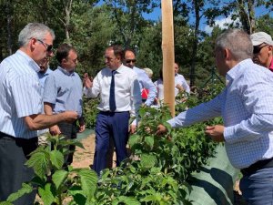 La Diputación garantiza apoyo a proyecto de frambuesas