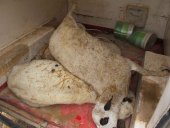 Localizados 83 cadáveres de ganado ovino en Torrubia de Soria