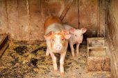 PACMA consigue suspender un concurso con animales en Burgos PACMA consigue suspender un concurso con animales en Burgos