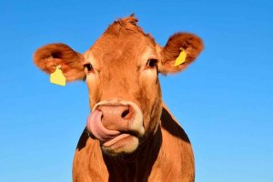 Ayudas para la ganadería extensiva afectada por la sequía Ayudas para la ganadería extensiva afectada por la sequía
