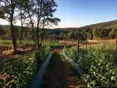 Frambuesas en El Royo: de la utopía a una realidad que crece