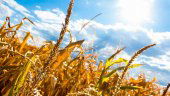 La Junta aprobará ayudas para aliviar al sector agrario en la actual sequía La Junta aprobará ayudas para aliviar al sector agrario en la actual sequía