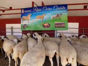 Cincuenta expositores en la XI Feria de Ganaderia de Soria