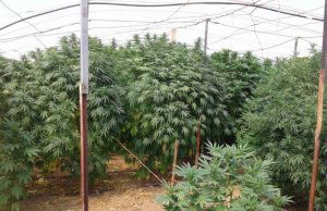 Desmontada una plantación de marihuana en Almazán Desmontada una plantación de marihuana en Almazán