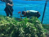 Detenidas tres personas por cultivar marihuana en Guijosa