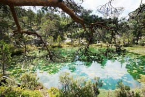 Vinuesa celebra el "Día del Término"