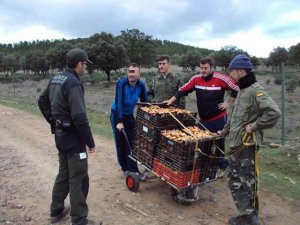 Primeros decomisos de setas en los montes de Soria