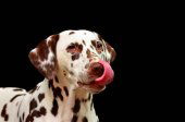 Concurso para conocer al perro más guapo de Soria Concurso para conocer al perro más guapo de Soria