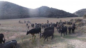 Borobia celebra su XII Feria Ganadera