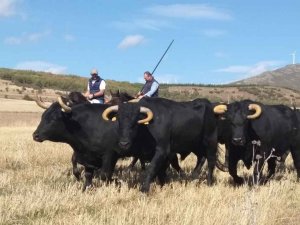 Borobia recuerda su legado ganadero