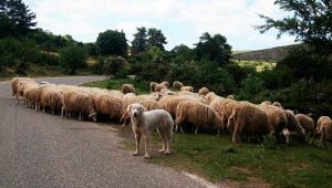 Las Cortes regionales impulsarán las cañadas reales como recurso turístico