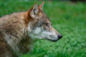 La Junta autoriza los cupos de caza del lobo al norte del Duero