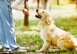 Curso para adiestrar a perros en habilidades saludables