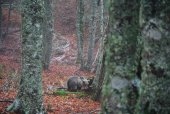 La población de osos evoluciona de forma favorable