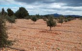 Dos sondeos para explotaciones truferas en Deza y San Esteban de Gormaz