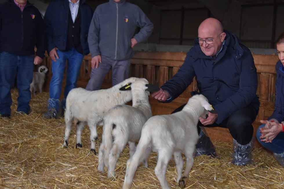 Tierra de Sabor garantiza la calidad del lechazo