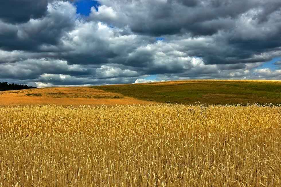 Termina el plazo para contratar seguros de cultivos herbáceos Termina el plazo para contratar seguros de cultivos herbáceos