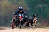 Medallas sorianas en Campeonato de España de Mushing 