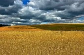 Termina el plazo para contratar seguros de cultivos herbáceos