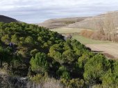 ASFOSO colabora en protección de bosque en Aldeasoña