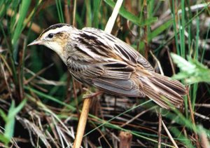 El Día Mundial de los Humedales resalta su biodiversidad