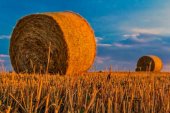 Los nuevos agricultores reciben los derechos de pago básico