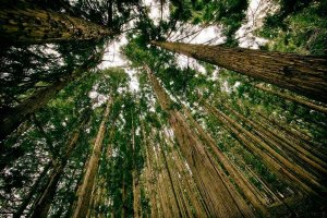 Las licitaciones de madera suman más de cien millones