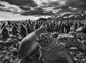 Exposición de Salgado sobre la Tierra