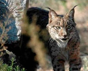 Avistado un lince ibérico en la sierra de Gredos