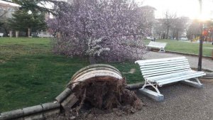 El viento derriba un arbol en el parque de Santa Clara