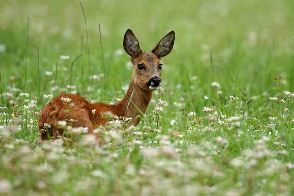 COAG insta a controlar la fauna silvestre