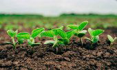 La Junta resuelve las solicitudes de agricultura ecológica La Junta resuelve las solicitudes de agricultura ecológica