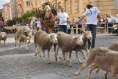 Los veterinarios piden facilitar el esquileo de las ovejas