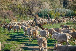 "Campo de encuentro" para facilitar ventas del sector