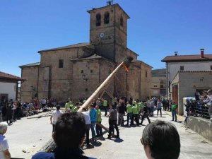 Cabrejas del Pinar aplaza la pingada del Pino Mayo