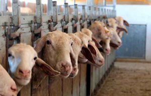 Soria necesita trabajadores para campañas agroganaderas Soria necesita trabajadores para campañas agroganaderas