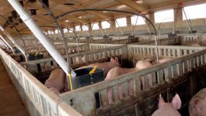 Las granjas porcinas, a salvo del COVID 19