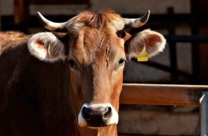 COAG apunta que intermediarios hunden los precios a ganaderos