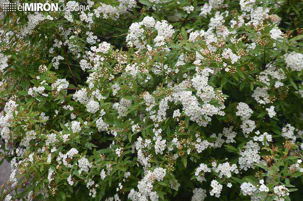 Niveles elevados de polen en esta primavera